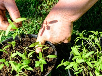 check the soil for watering plants correctly
