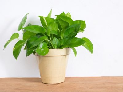 money plant