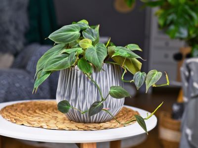 philodendron