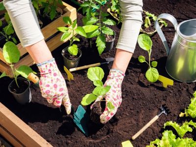 plant your plants in home garden bed