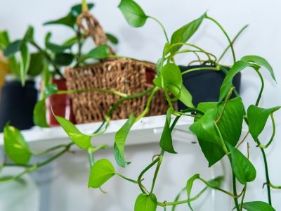 pothos easies indoor plants to keep alive