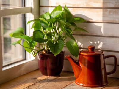 provide enough sunlight for your house plants