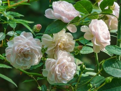 types of roses to grow roses