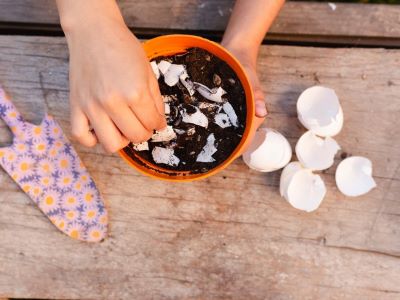 eggshells is an organic fertilizer fpor your houseplants