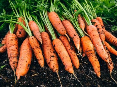 harvested carrots in home garden