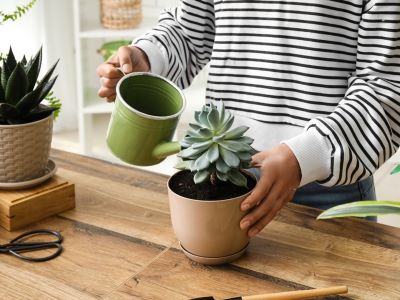 how to care for succulents plants