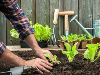 lettuce is one of the easy vegetables to grow in your home garden