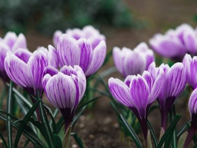 plant spring bulbs and flowers