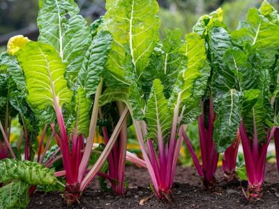 swiss chard is easy vegetables to grow in your home garden