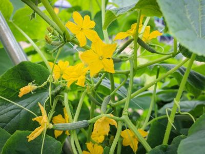 third stage of cucumber plant is flowering