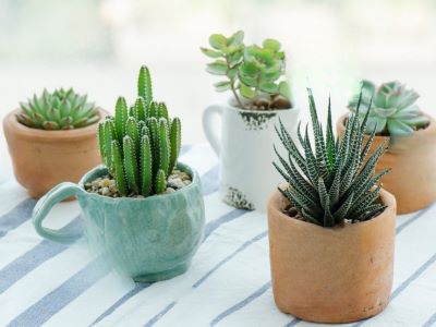 types of succulent plant