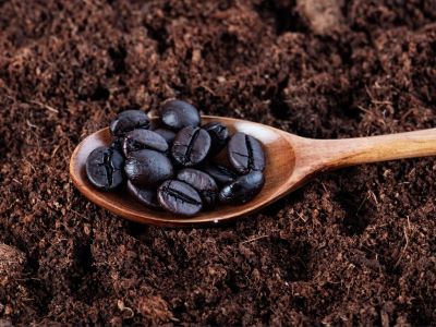 use coffee grounds to add nitrogen to soil