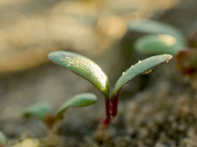 use nitrogen fixing plant alfalfa plant to add nitrogen to soil