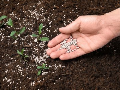 use synthetice nitrogen fertilizer to add nitrogen to soil