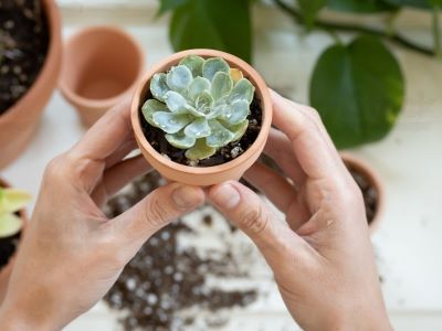what are succulent plants