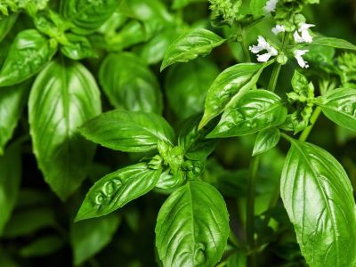 basil one of the best herbs to grow