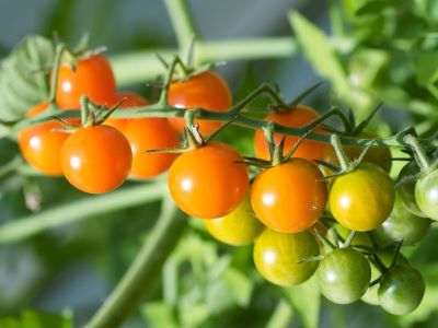 choose the right tomato variety
