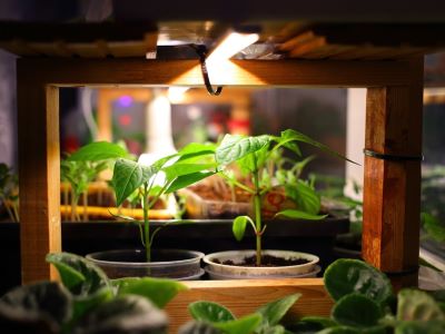 one of the tomato gardening tips is to provide lots of led lights or sunlight