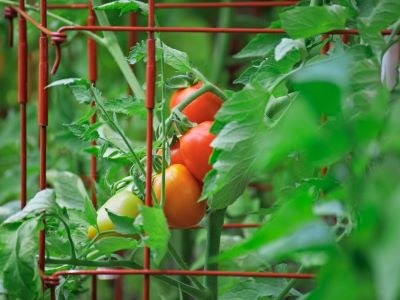 provide support to your tomato plant