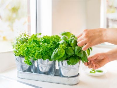why you should grow your own herbs in home garden