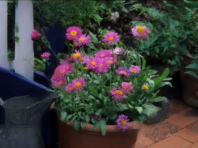 aster is best to plant in fall