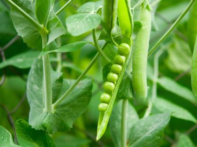 peas plant one of the best plant to select to save seeds