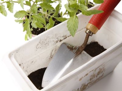 replanting is a good option to treat your cold shock plants