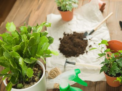 choose a well drained pot for your christmas cactus plant