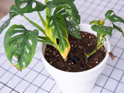 dehydration leads to plant leaves turning yellow