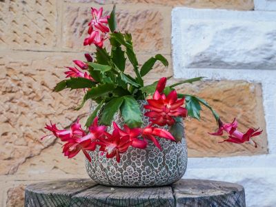 how to take care of your Christmas Cactus