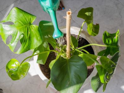 not proper watering can lead to monstera drooping issue