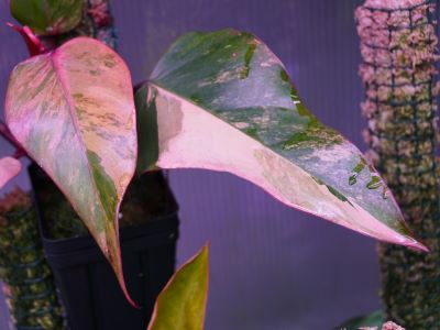 beautiful variegated leaves of philodendron strawberry shake