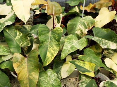 strawberry shake philodendron leaves turn yellow