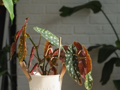 adequate amount of light for your polka dot begonia