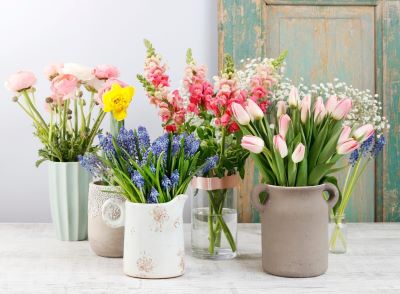 blooming houseplants for easter table decoration