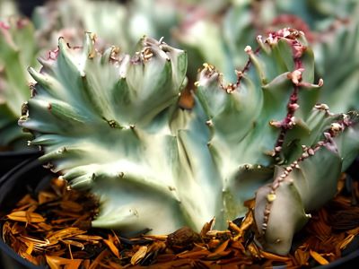 coral cactus plant
