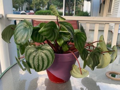 drooping leaves of the common issue with peperomia plant