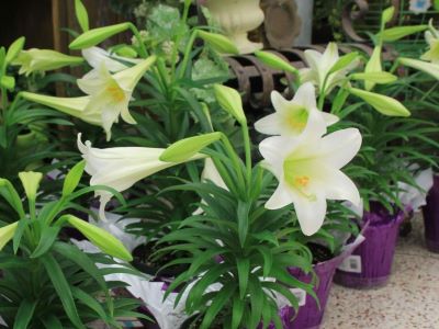 easter lily potted plant