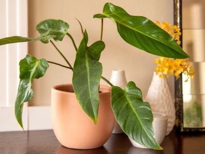 essential care tips for philodendron bernardopazii