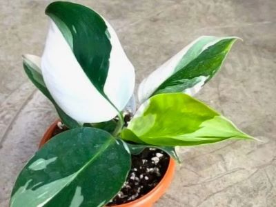 essential care tips for white wizard philodendron