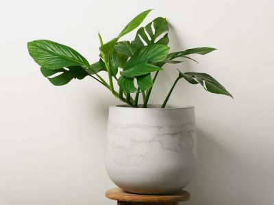 light one of the essential care tip for monstera pinnatipartita