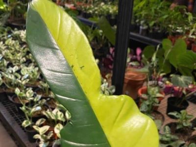 philodendron bernardopazii leaves turning yellow