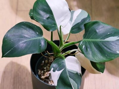 propagate philodendron-white wizard