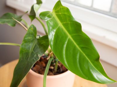 propagating philodendron bernardopazii