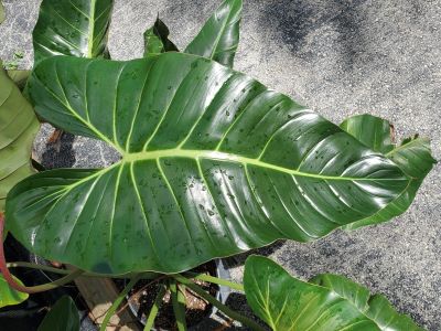 water requirement for philodendron bernardopazii