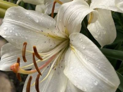 watering your holiday lilies