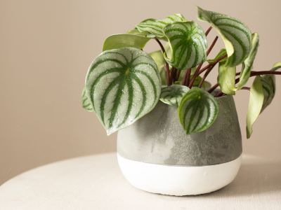 watermelon peperomia like regular watering