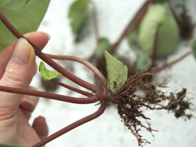 watermelon peperomia propagating method