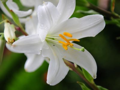 what is the significance of easter lilies