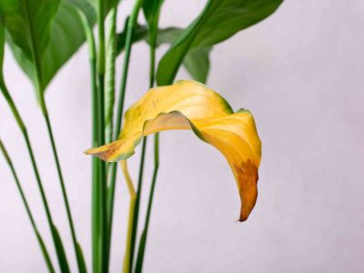 yellowing leaves of easter lily plant